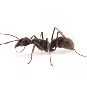 Ants