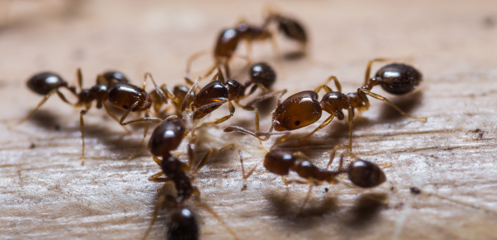Understanding ant behaviour can help prevent infestations