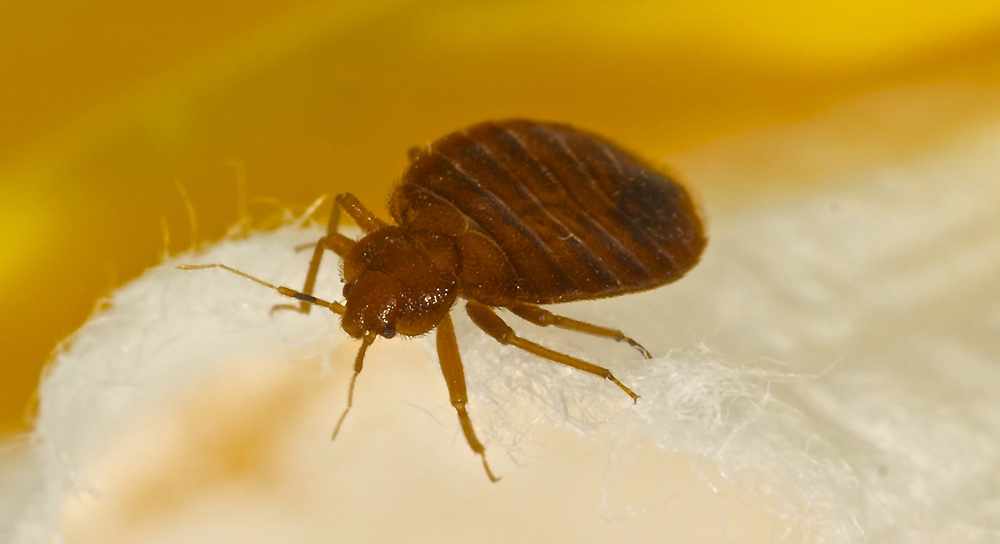 How can I avoid bed bugs?