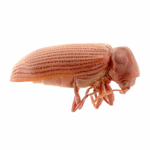 Borer