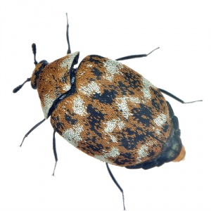 Carpet Beetles
