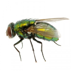 Flies