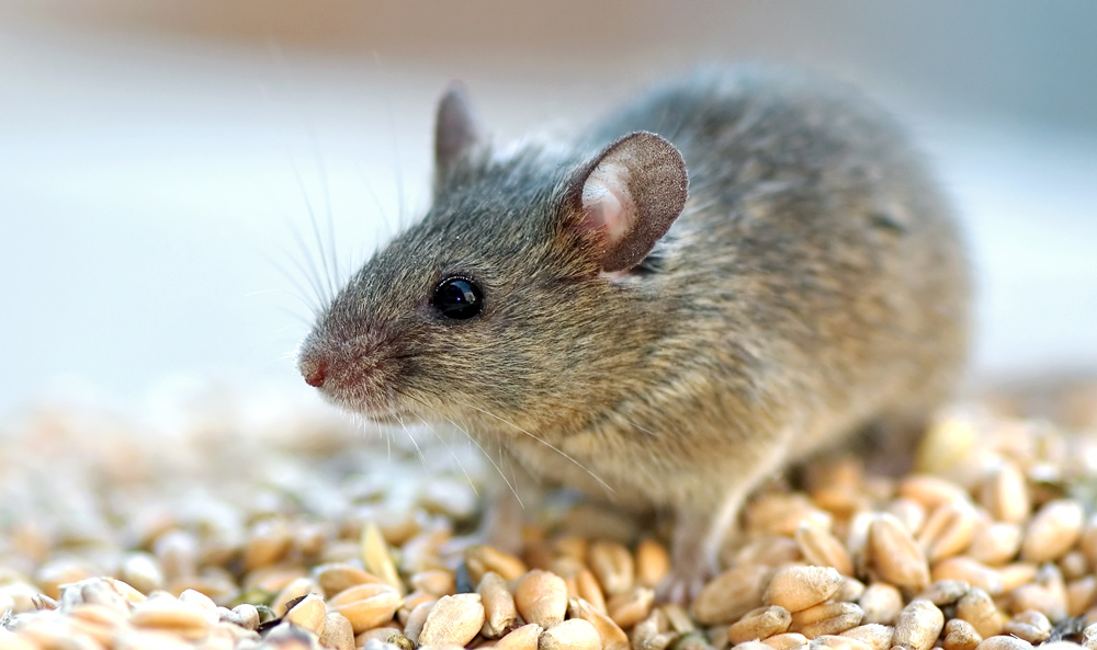 Prevent re-infestation by rats and mice