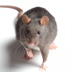 Rodents