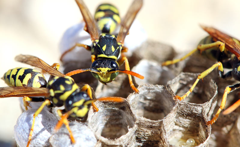 Wasps